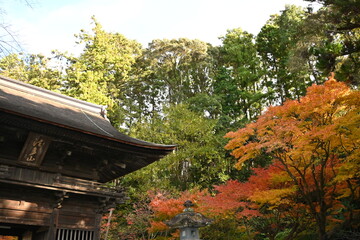 Fototapeta premium 法多山尊永寺の紅葉