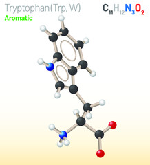 Tryptophan (Trp, W) amino acid molecule. (Chemical formula C11H12N2O2) Ball-and-stick model, space-filling model and skeletal formula. Layered vector illustration