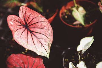 Caladium bicolor leaf plant, colorful leaves in pot ornamental plant in the garden various kinds...