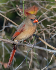 Female Northern Cardinal