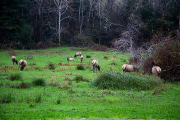 Elk grazing grass in nature