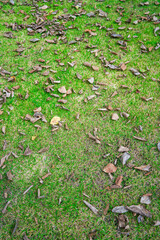 A meadow covered with yellow leaves