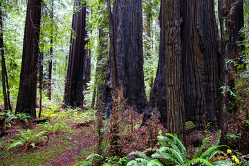National forest park 