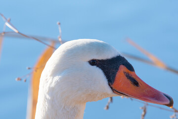 Close-up of face of mute swan © 雅文 大石