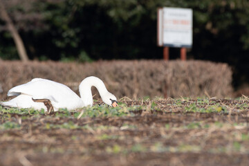 Mute swan feeding in field © 雅文 大石