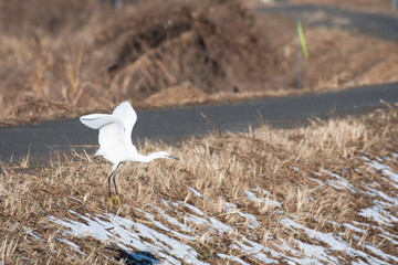 Litte egret taking off in winter