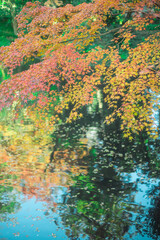 紅葉と池