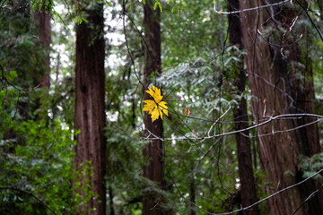 National forest park 