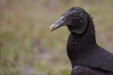 Portrait of Vulture with Fly Going by Beak