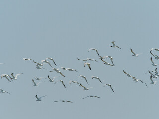A group of flying tern.
