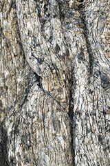 close up of tree bark texture for background