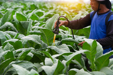 Farmers use hormones to nourish tobacco leaves. A new concept of growing tobacco without chemicals.