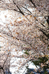 妙顕寺境内の桜