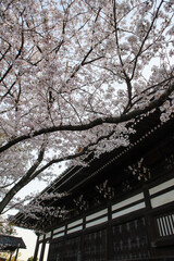 妙顕寺境内の桜