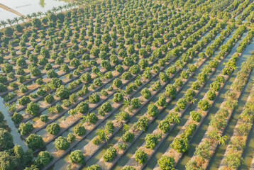 Aerial top view of lush green trees from above in tropical forest in national park in summer season. Natural landscape. Pattern texture background.