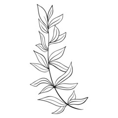 Sprig with leaves hand drawn vector illustration. Isolated deciduous branch. Natural decoration in doodle style
