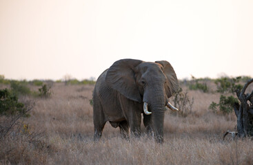 Fototapeta na wymiar African Elephant Bull walking at twilight in Kruger National Park in South Africa RSA