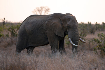 Fototapeta na wymiar African Elephant Bull walking at sunset in Kruger National Park in South Africa RSA