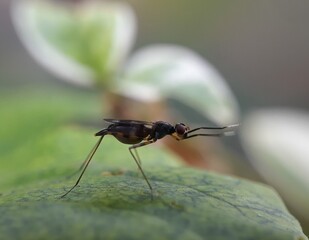 fly on leaf