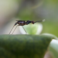 ant on a green leaf