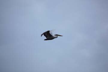 Great white pelicans, pelecanus onocrotalus. Wild migratory birds in the Volga Delta. Wildlife of the South of Russia. Astrakhan Region. Russia.