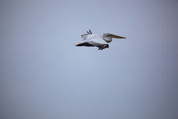 Great white pelicans, pelecanus onocrotalus. Wild migratory birds in the Volga Delta. Wildlife of the South of Russia. Astrakhan Region. Russia.