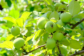 Apple trees, pear trees in the garden. Garden against the blue sky. Autumn harvest. Beautiful background. Copy space
