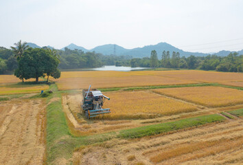 Aerial top view of tractor rice car working on dry or ripe rice paddy, crop field, harvesting...