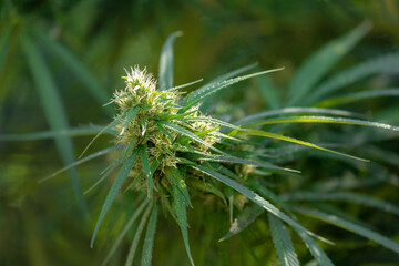 Selective focus green leaves and flower of Marijuana under the sunlight in the garden, Cannabis is a psychoactive drug from the Cannabis plant used primarily for medical or recreational purposes.