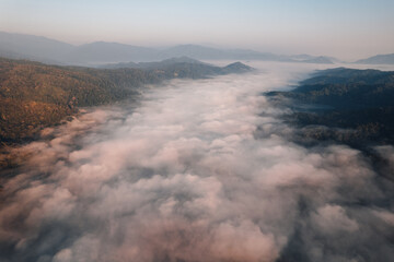 golden morning fog in the forest