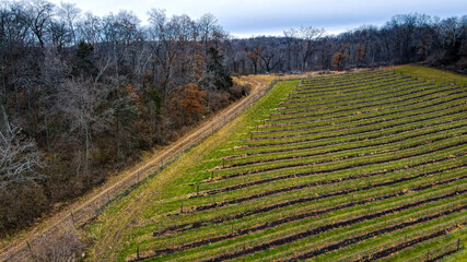 vineyard in autumn