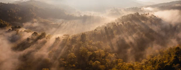 Foto op Plexiglas gouden ochtendmist in het bos © artrachen