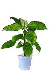 Indoor flower in a white pot. Dieffenbachia.