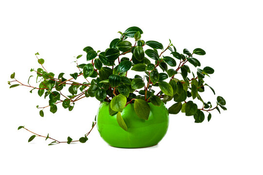 Indoor flower in a white pot. Peperomia Glabella.