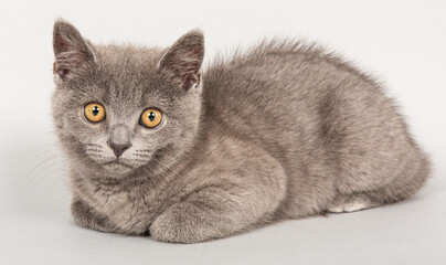 ショートヘアの子猫　灰色　立ち耳
