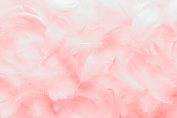 Beautiful Pink and White Fluffly Feathers Texture Background. Swan Feathers
