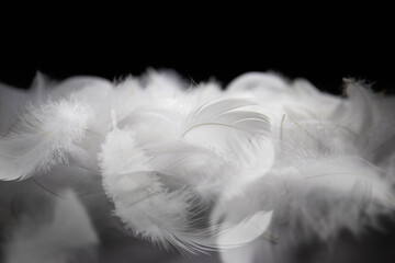 White Fluffly Fathers on Black Background. Swan Feathers Falling.