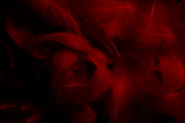 Beautiful Dark red Feathers Texture Vitage Background. Swan Feathers on Black.