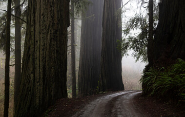Redwoods national forest park