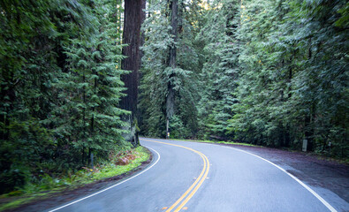 Fototapeta premium Redwoods national forest park
