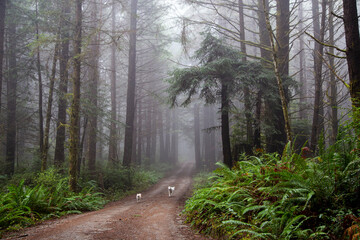 Obraz premium Dogs in nature