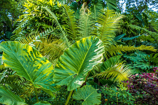 https://www.shutterstock.com/image-photo/group-background-dark-green-tropical-leaves-2024853305