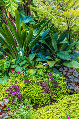 Fototapeta na wymiar Tropical garden with amazing plants 