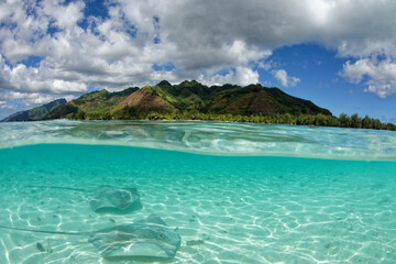 Moorea (Polynésie Française) : Raies pastenagues dans le lagon de Moorea © bru greg