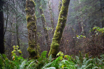 Redwoods national forest park