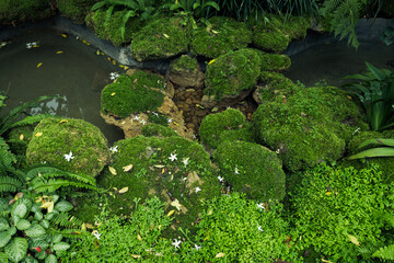 Green moss cover stones and on the floor in the forest
