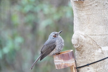 bulbul on the branch