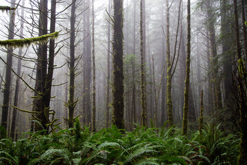 Redwoods national forest park