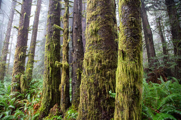 Naklejka premium Redwoods national forest park