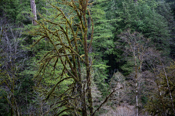 Fototapeta premium Redwoods national forest park
